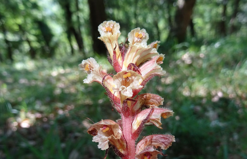 Orobanche hederae / Succiamele dell''edera